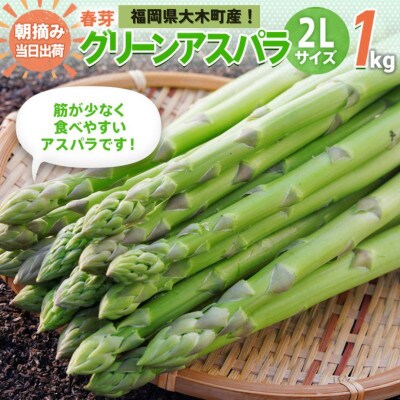 【産地直送】朝採れアスパラ「春芽」 2Lサイズ 1kg《2025年2月中旬から3月下旬発送》BT02