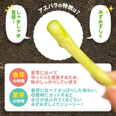 【産地直送】朝採れアスパラ「春芽」 2Lサイズ 1kg《2025年2月中旬から3月下旬発送》BT02