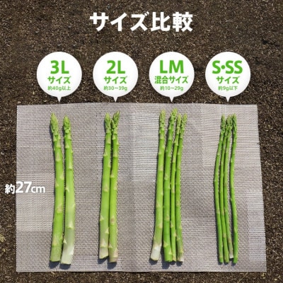 【産地直送】朝採れアスパラ「春芽」 2Lサイズ 1kg《2025年2月中旬から3月下旬発送》BT02