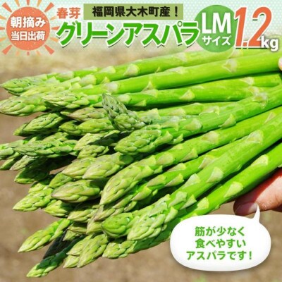 産地直送 朝採れアスパラ「春芽」 LMサイズ1.2kg《2025年2月中旬から3月下旬発送》BT03