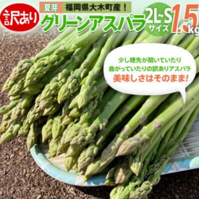 【朝採り直送】夏芽グリーンアスパラガス(訳あり品) 1.5kg  BT08