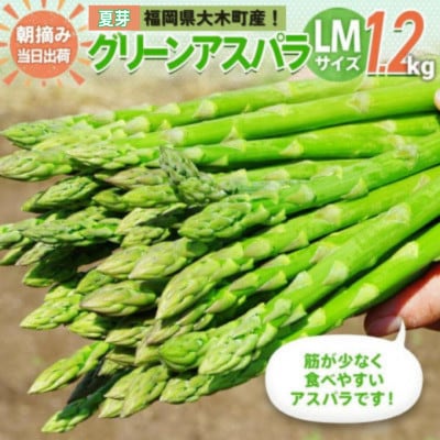 【朝採り直送】夏芽グリーンアスパラガス(LM混合)1.2kg BT07