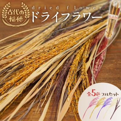 古代の稲穂ドライフラワー(全5色セット)　CD04