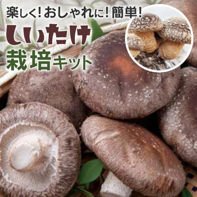 しいたけ栽培キット　CD11