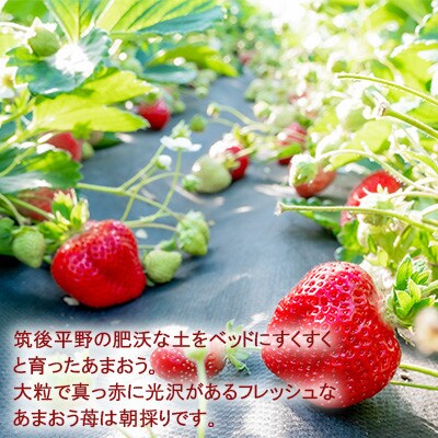 あまおうコンフィチュール120g×5瓶 BD12