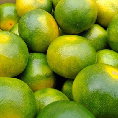 福岡産ブランド みかん 早味かん 約4kg(大木町)CO017