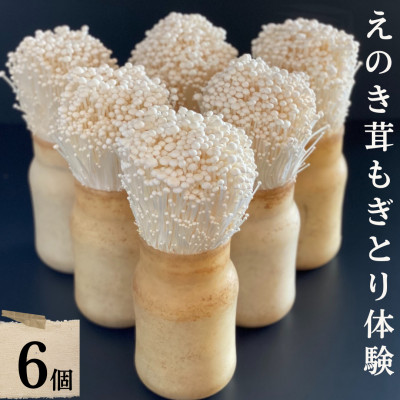 えのき茸もぎとり体験セット BF03