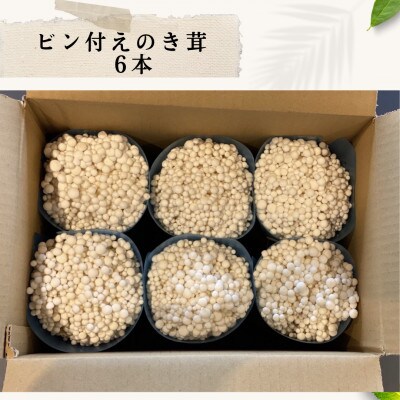 えのき茸もぎとり体験セット BF03