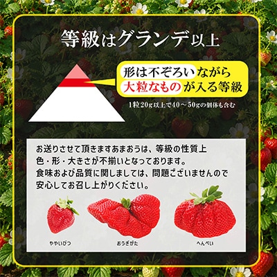 【さとふる限定】【2027年2月～順次発送】博多あまおういちご1000g以上(約250g×4パック)