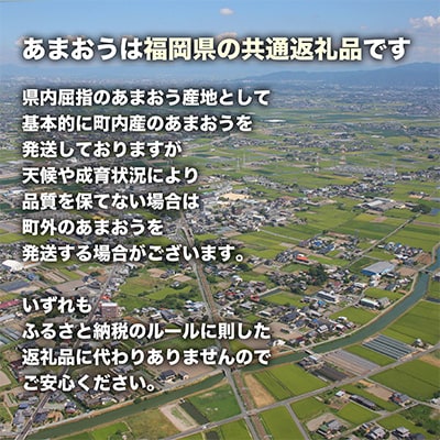 【さとふる限定】【2027年2月～順次発送】博多あまおういちご1000g以上(約250g×4パック)