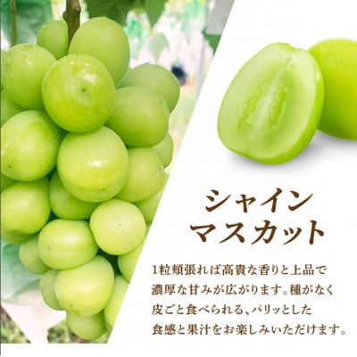福岡県大木町産 シャインマスカット 約700g(1房から2房)　DC003
