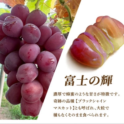 大粒果肉と濃厚な甘みを味わう希少な富士の輝(約700g) DC002