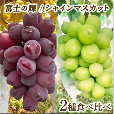 福岡県大木町産シャインマスカット&富士の輝 贅沢食べ比べセット(1房ずつ) DC001
