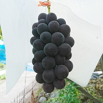 栽培期間出来るだけ農薬を減らして作った巨峰 1 5kg 山梨県甲府市産 お礼品詳細 ふるさと納税なら さとふる
