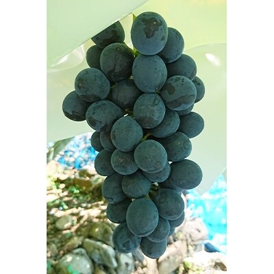 種なしぶどう サマーブラック 1 8kg詰め 山梨県甲府市産 お礼品詳細 ふるさと納税なら さとふる