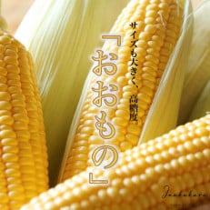 2023年6月より順次発送!【山梨県甲府市産】Inakakara「おおもの」とうもろこし6本 | ふるさと納税のお礼品