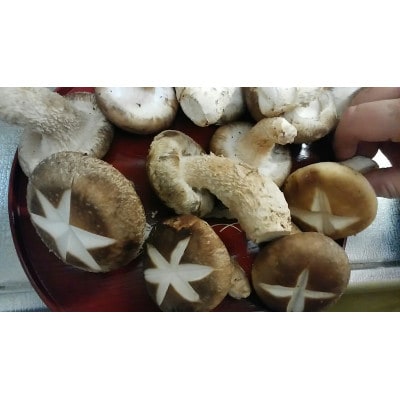 トルマリンしいたけ 約500g
