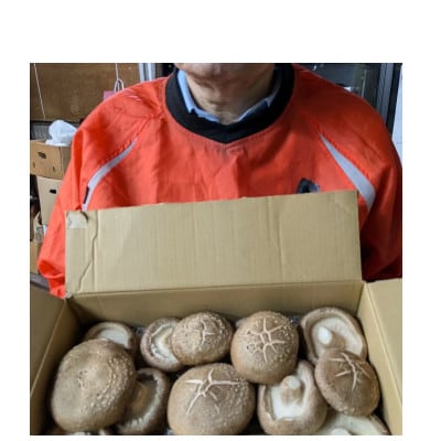 トルマリンしいたけ 約500g