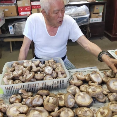トルマリンしいたけ 約500g