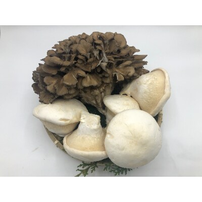 香り舞茸とあわび茸セット