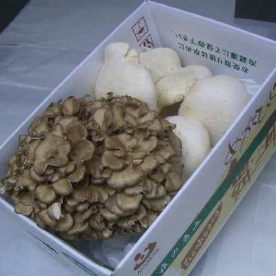 香り舞茸とあわび茸セット