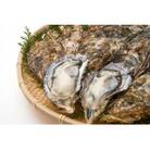 広島県産　宮島牡蠣　1.5kg