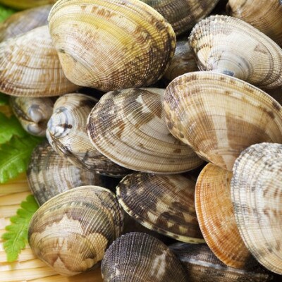 広島県産　大野あさりと宮島牡蠣のセット　計1.5kg