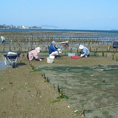 広島県産　大野あさりと宮島牡蠣のセット　計1.5kg