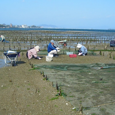 広島県産 大野あさりと宮島牡蠣のセット(計2.5kg)