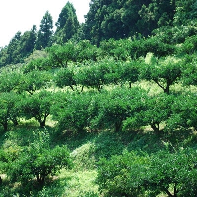 かぼすギフトセット