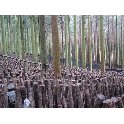 大分県産　徳用しいたけ400g(ワレ・カケ含む)　原木栽培　干し椎茸