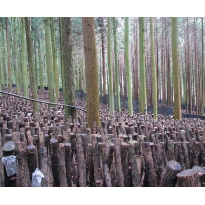 大分県産　徳用しいたけ350g(こうしん小)　原木栽培  干し椎茸