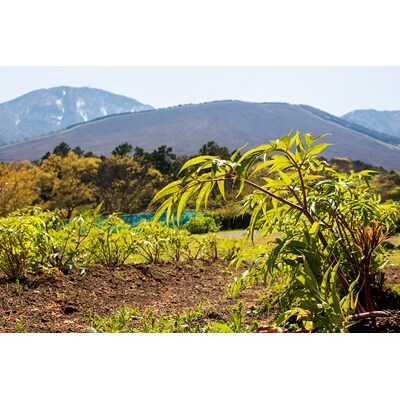 大分県別府産　絶滅危惧種植物の国産漢方使用　健向塩1袋　