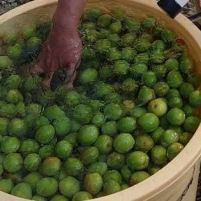 温泉うめぼし3箱ギフト