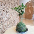 ナギの木の苔玉(皿付き)