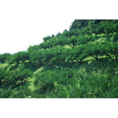 かぼすの木のオーナー