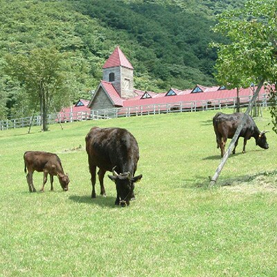 「世界農業遺産認定!」黒毛牛の但馬牛すき焼・しゃぶしゃぶ用　(もも300g・バラ200g)