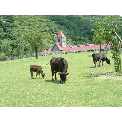 「世界農業遺産認定」黒毛牛の焼肉用　但馬牛(上カルビ肉)500g