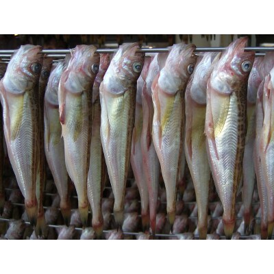 美味い、脂の乗った浜坂産一夜干しハタハタ約500g入り
