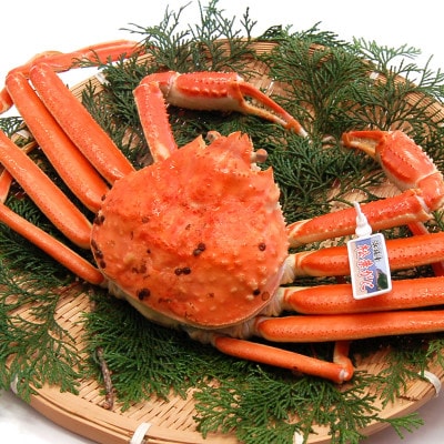 松葉ガニの本場より活〆茹でたてを即出荷　釜茹で松葉ガニ(冷蔵)　1枚　約800g