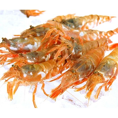 兵庫県新温泉町 お刺身用 活〆モサエビ 冷凍 28尾入 お礼品詳細 ふるさと納税なら さとふる