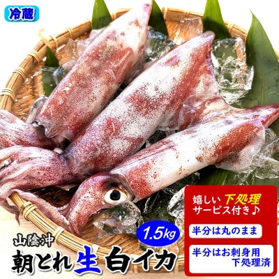 朝とれ白イカ(生・冷蔵)約1.5kg(5-8杯程度入)　半分は刺身用に下処理、半分は丸のままで