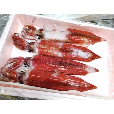兵庫県新温泉町 朝とれ白イカ 生 冷蔵 約1 5kg 5 8杯程度入 お礼品詳細 ふるさと納税なら さとふる 兵庫県新温泉町 朝とれ白イカ 生 冷蔵 約1 5kg 5 8杯程度入 お礼品詳細 ふるさと納税なら さとふる
