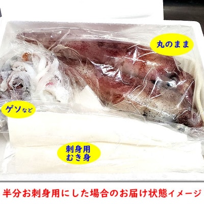 朝とれ白イカ(生・冷蔵)約1.5kg(5-8杯程度入)　半分は刺身用に下処理、半分は丸のままで