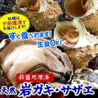 山陰の岩ガキ・サザエ詰合(大きさにより各4～7個)　牡蠣は殺菌済　下処理済　生食OK　さざえ砂抜き済