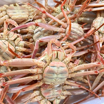 松葉ガニの本場　訳あり・生セコガニ(冷蔵)大サイズ　5枚　兵庫県新温泉町　ご家庭で茹でてアツアツを