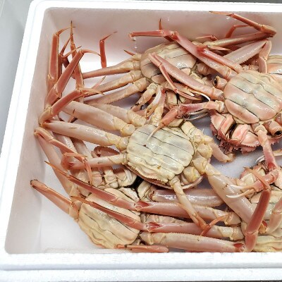 松葉ガニの本場　訳あり・生セコガニ(冷蔵)大サイズ　5枚　兵庫県新温泉町　ご家庭で茹でてアツアツを