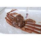 松葉ガニの本場・兵庫県新温泉町　とれたて　訳あり・松葉ガニ(生・冷蔵)　1～2枚入