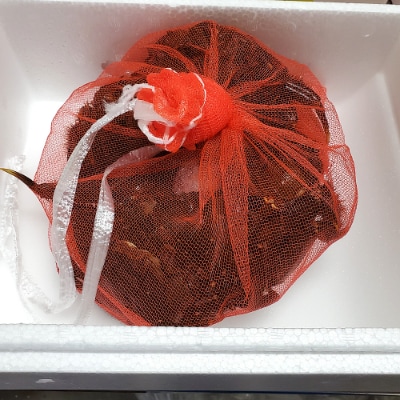 天然　活モクズガニ　約1kg　兵庫県新温泉町　