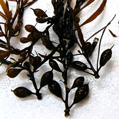 山陰の海草　ジンバ草　150g×3袋